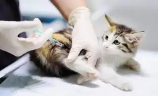 Panduan Makanan Kucing Setelah Vaksinasi