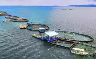 Keramba Apung: Hindari 5 Kesalahan Fatal Ini Agar Usaha Anda Tak Rugi!