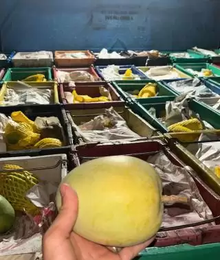 Bea Cukai Tembilahan Gagalkan Penyelundupan Total 15 Ton Mangga Ilegal ke Inhil