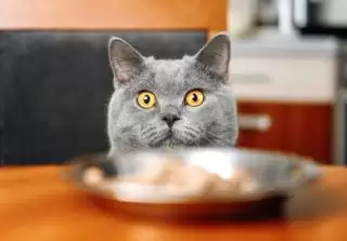 Memberikan Makanan Manusia Bahaya! Ini Pilihan Makanan Kucing Tepat