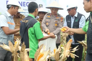 Jagung Pipil Binaan Dipanen, Polres Inhu Songsong Swasembada Pangan