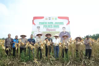 Wow! Hasil Panen Jagung Petani Binaan Polres Inhu Membludak