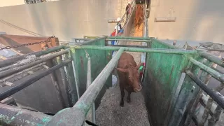 Komitmen Layanan Livestock Pelindo Kawal Ketahanan Pangan Nasional