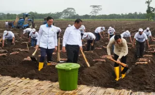 Wapres RI Tinjau Panen Raya Tebu dan Program Swasembada Gula di Kebun Jolondoro Banyuwangi