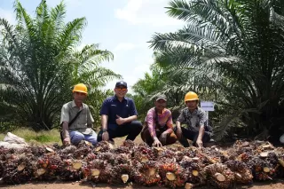 Panen Perdana Sawit PalmCo Tembus 2,5 Tahun, TM1 Bisa 18 Ton?