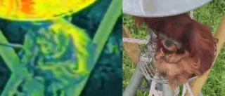 TDI Taja Pelatihan Pengoperasian DJI Matrice 4 Thermal, Ini Sasarannya