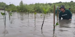 Transisi Musim Kemarau ke Hujan Diwarnai Cuaca Ekstrem, Penanaman Pohon Jadi Mitigasi Nyata