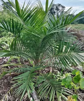 Disbun Kaltim Perjuangkan Rekomtek Sarpras Perkebunan Sawit Bagi Enam Kabupaten