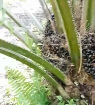 POPSI: Pemerintah Mesti Tegakkan Kemitraan Adil dan Dorong Reforestasi Sawit Ilegal