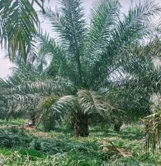 Alamak! Praktik Pelanggaran HAM Marak di Perkebunan Kelapa Sawit Indonesia