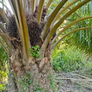 Harga CPO dan PK Menukik Berimbas ke TBS Mitra Plasma Jambi Periode 5 Hingga 11 September 2025