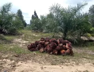 Ketua Komis II DPR RI Sebut Perkebunan Sawit Bisa Pertahanan  Ekonomi Wilayah Perbatasan