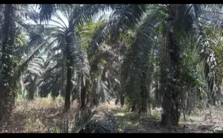 Dirut Anyar BUMD Sawit Milik Pemprov Sumut