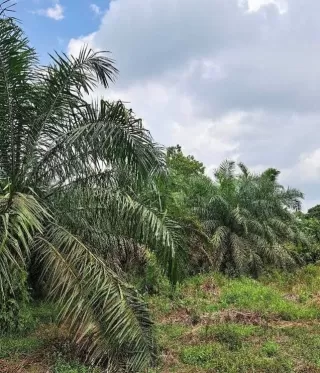 Investasi Tembus Rp8 T di Ketapang Sawit Jadi Penyumbang Utama