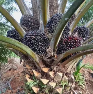 Bukan Sekadar Industri, Staf Khusus Menaker: Upah Layak Buruh Kelapa Sawit Hak Konstitusional