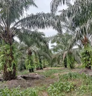 Dunia Makin Sukai Sawit Indonesia, PSR Solusi Produksi Optimal