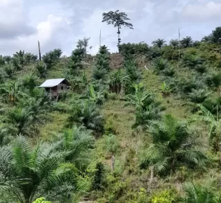 Kontribusi Strategis Industri Sawit Kurangi Emisi Gas Rumah Kaca