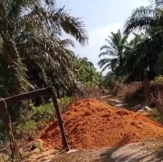 Kaltim Dorong Sawit Jadi Motor Penggerak Ekonomi Hijau dan Penopang IKN