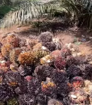 Serahkan Lahan Sawit Ilegal Sitaan Seluas 1,5 Juta Ha Lebih ke Agrinas Palma, Ini Penjelasan Satgas PKH