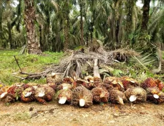 Ups! Harga TBS Mitra Plasma Sumut Menukik Periode 17 Hingga 23 September 2025