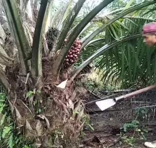 Periode II September 2025 TBS Mitra Plasma Dibeli Kisaran Rp3.400 per Kilogram di Kalbar