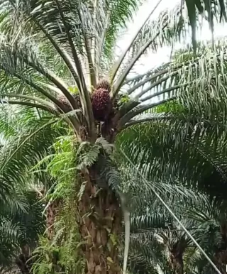 Polinela Ubah Tankos Sawit Jadi Briket