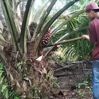 Pekebun Sawit di Aceh Singkil Sumringah, Harga TBS Tembus Rp2.500 per Kilogram