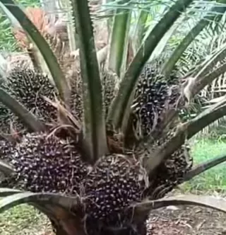 Pemerintah Tambah Anggaran Setengah Triliun Rupiah Perluas Bansos Migor