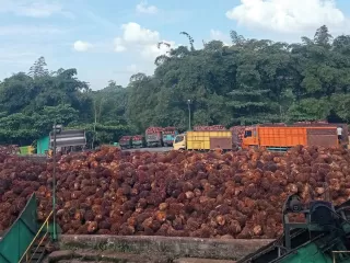 Riset Fondasi RI Kuasai Pasar Sawit di Kancah Global