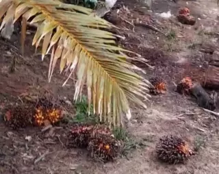 Gabungan Pengusaha Sawit Minta Pemerintah Pastikan Status Lahan Sitaan Satgas PKH