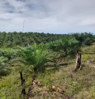 Kelapa Sawit Tanaman Penyerap Karbon Terbaik di Dunia