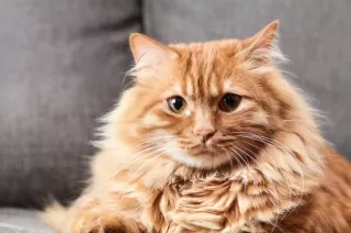 Kenali Fakta dan Mitos Sifat Kucing Oren