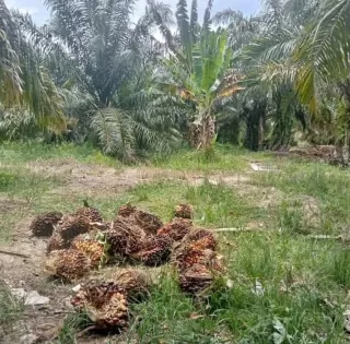 Tanaman Tanpa Sampah, Seluruh Bagian Kelapa Sawit Bermanfaat