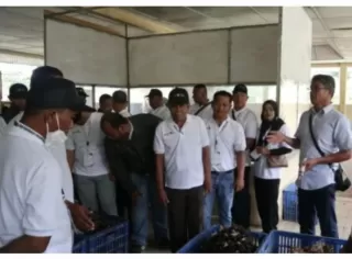 Genjot Produktivitas, RPN Latih Pekebun Labusel Teknis Budidaya Sawit