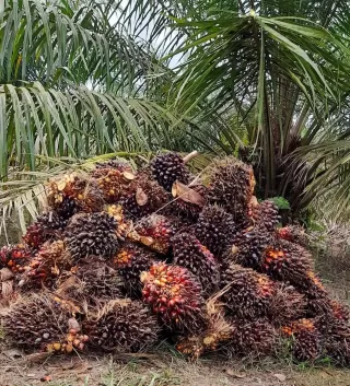Isu UE Soal Keberlanjutan Sawit, BPDP Tangkis dengan Pemanfaatan Biochar dari Tankos