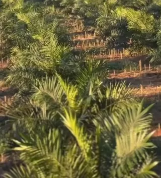 Tanaman Kelapa Sawit Hemat Air dan  Lahan