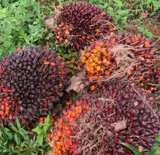 HR CPO Naik Jadi US$ 963,61 per Metrik Ton di Oktober 2025