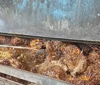 Pekebun Mitra Swadaya Riau Sumringah Harga TBS Sawit Naik Dibeli Rp3.657 per Kilogram