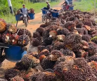 Ketika Arah Dagang Antara Dua Negara Berbeda Picu Impor Sawit India Menukik