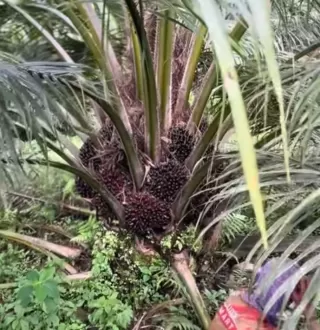 Kuasai Lahan Sawit Ilegal di Tiga Provinsi Indonesia Timur, Ini Kata Jaksa Agung