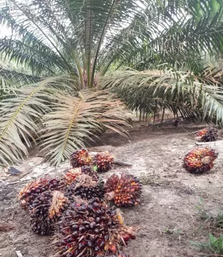 Siap-siap! Menteri ESDM Bakal Wajibkan Perusahaan Sawit Penuhi Kebutuhan B50