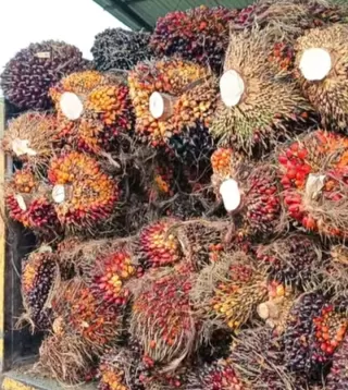 Bung! Harga Kelapa Sawit Plasma Menukik di Sumut Periode Ini Rp3.649.38 per Kilogram