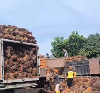 Cangkang Dibeli Rp23,06 per Kg dan TBS Sawit Mitra Swadaya Dihargai Rp3.698,50 per Kg di Riau