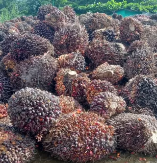 Bupati Lutra Tawarkan Tiga Komoditas Termasuk Sawit ke Pengusaha Dubai