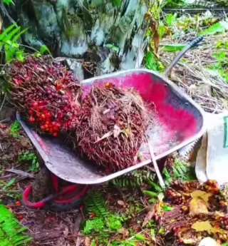 Hadapi Pemberlakuan EUDR, Prof. Dr. Ermanto: RI Tegaskan Komitmen Tata Kelola Sawit Lewat ISPO