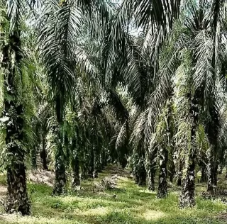 Industri Minyak Sawit Berkontribusi Atasi Masalah Kemiskinan Global