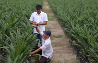 PalmCo, Subholding Holding PTPN Cetak Capaian Tertinggi Program PSR