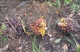 Harga Sawit Plasma Riau Menukik ke Rp36,30 per Kg, Ini Faktornya