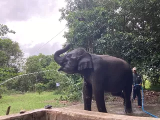 LindungiHutan Tanam Pohon di Way Kambas Perkuat Habitat Gajah Sumatera Kian Menyusut