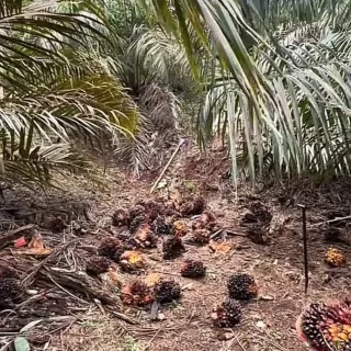 Gubsu Nilai Kopdes Merah Putih Kelapa Sebatang Potensial Bisnis Pengepul Sawit